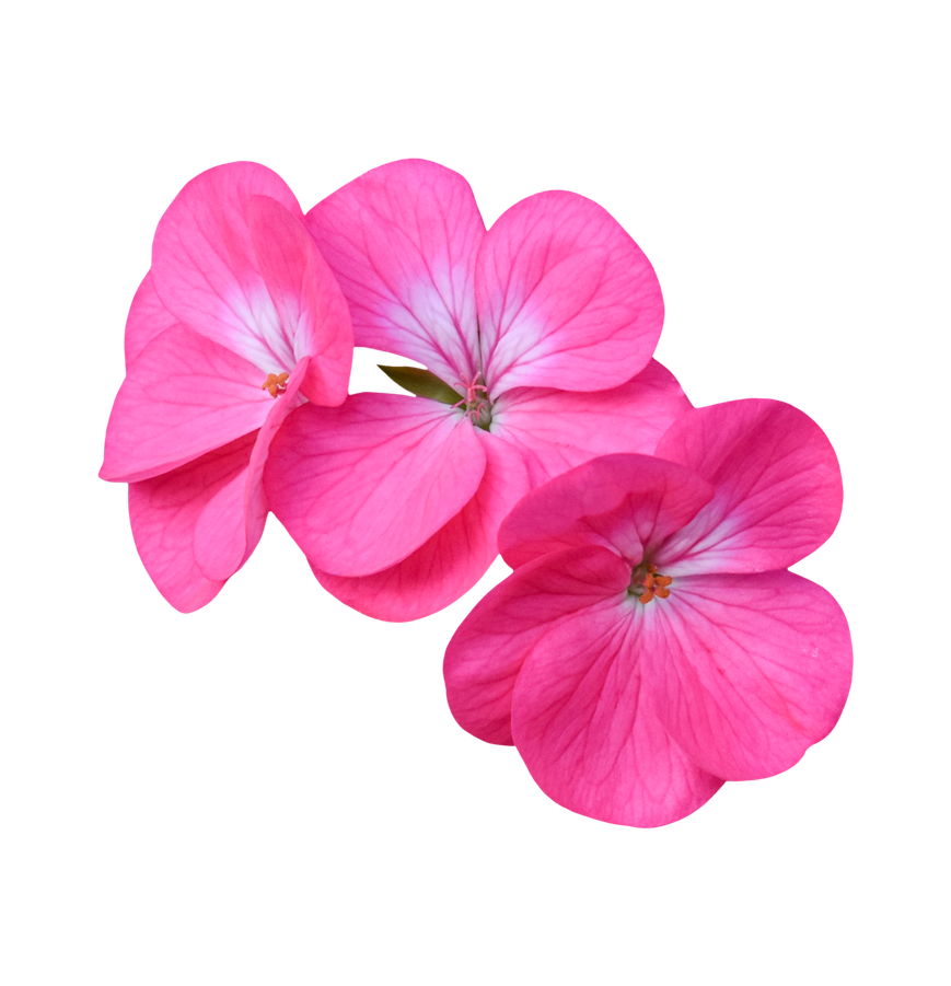 Geranium