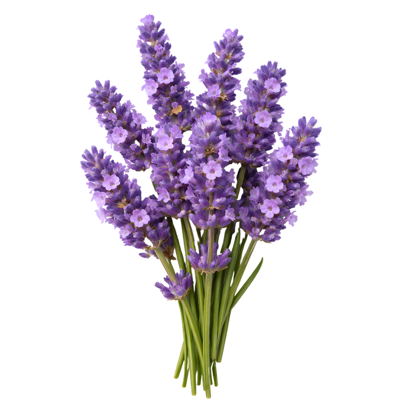 Lavandula