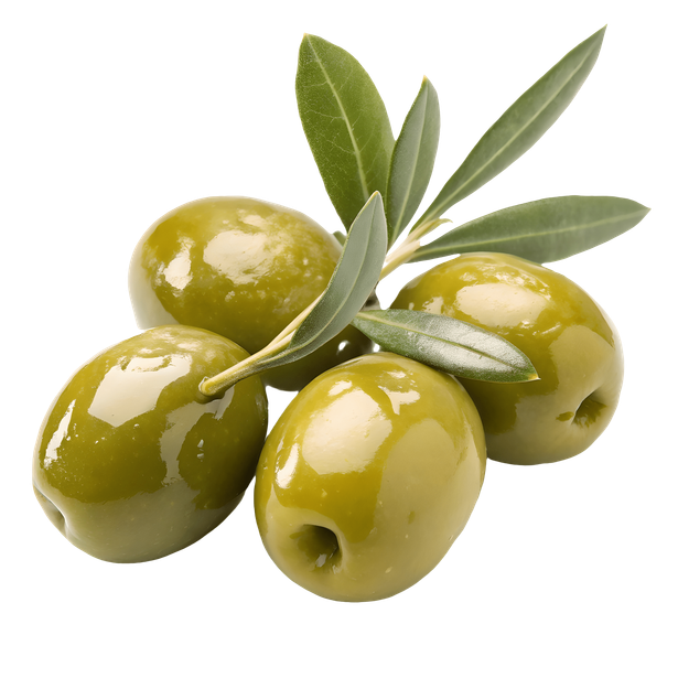 Olea Europaea